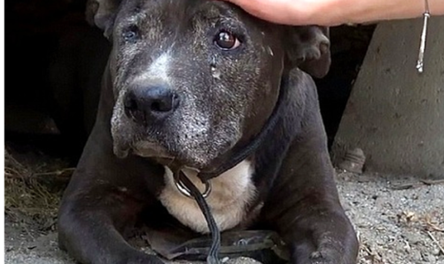 A Neglected Dog Finds Hope in Her Final Days.dlam