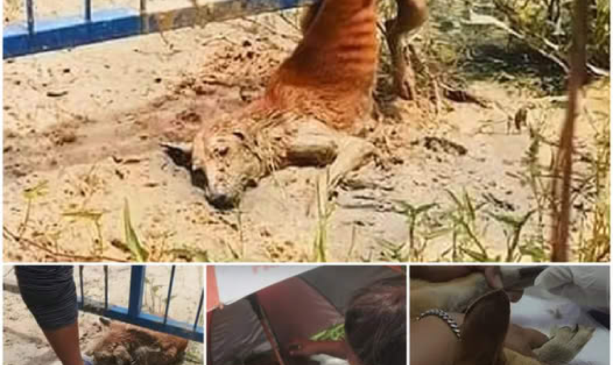 A helpless puppy, stuck in a narrow gutter, lets out faint cries for rescue, its pleas going unnoticed by those who walk past-pvth