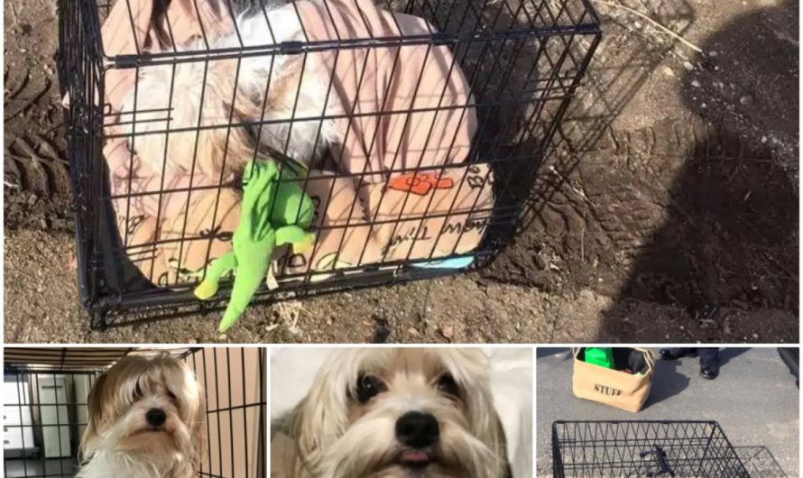 Dog Abandoned On The Roadside Alongside His Beloved Blanket And Toys-pvth