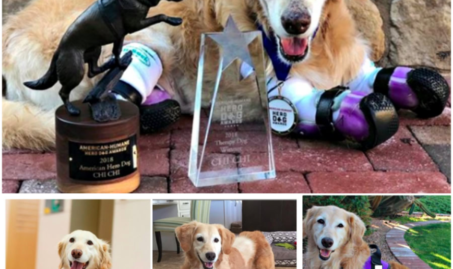 A resilient dog rescued from the streets finally finds a warm and loving home where he is cherished and adored-pvth
