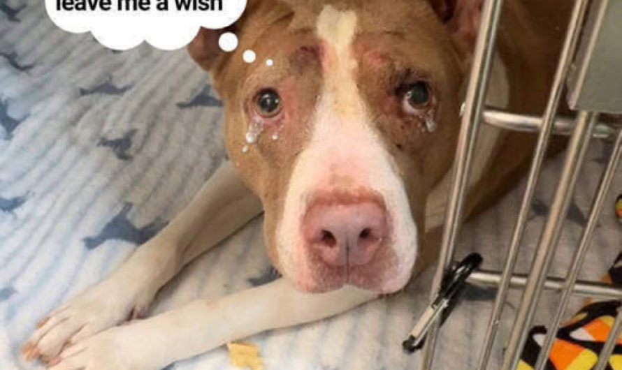 Today is my birthday, but I feel quite sad and sorry for myself. No one has wished me, perhaps because I’m just a dog without a family nearby.dvh