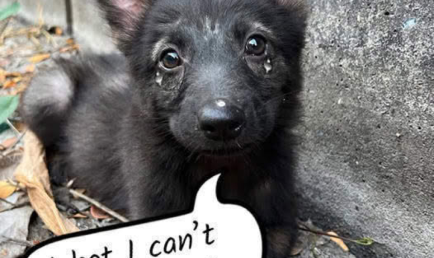 Bringing Home a Homeless German Shepherd Puppy Found on the Streets.dvh