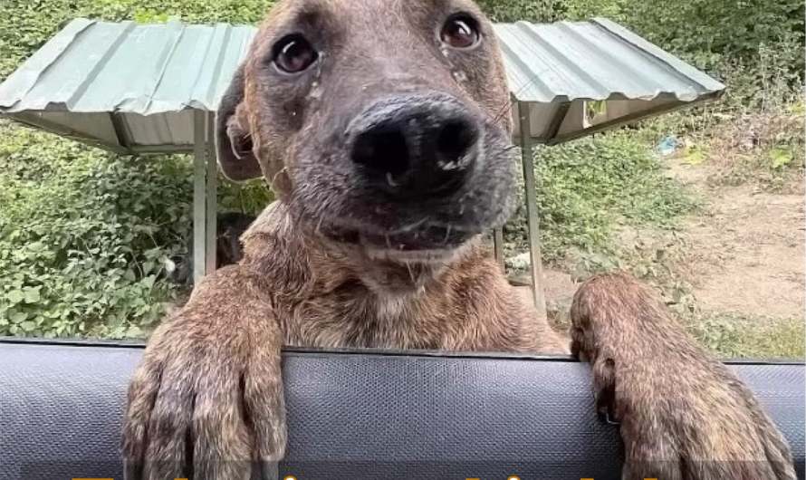 Malnourished Pregnant Dog Leaps into Car, Tearfully Pleading for Aid.thaolv