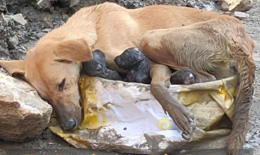 Weary Mother Dog Clings to Puppies on Shaky Legs, a Touching Display of Emotion.thaolv