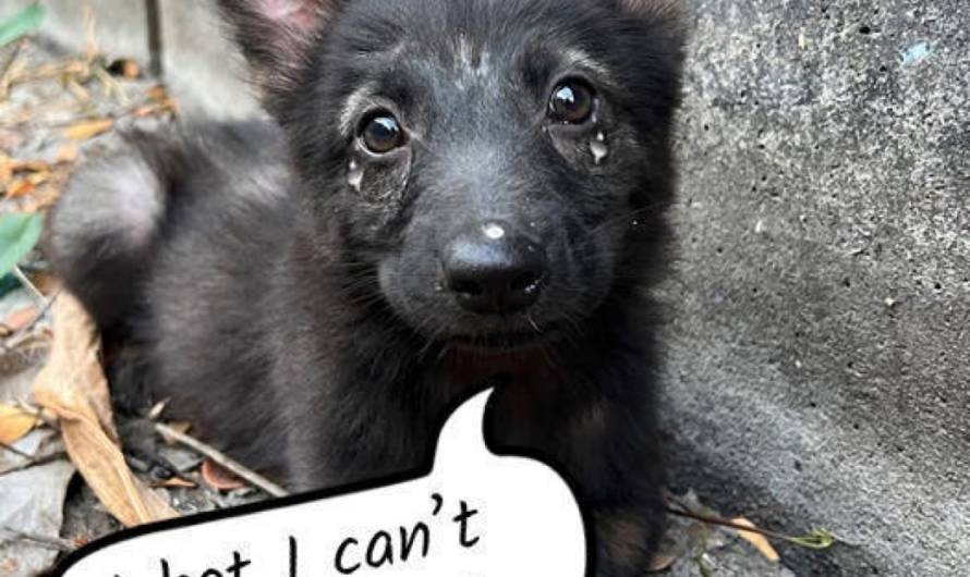 Bringing Home a Homeless German Shepherd Puppy Found on the Streets.thaolv