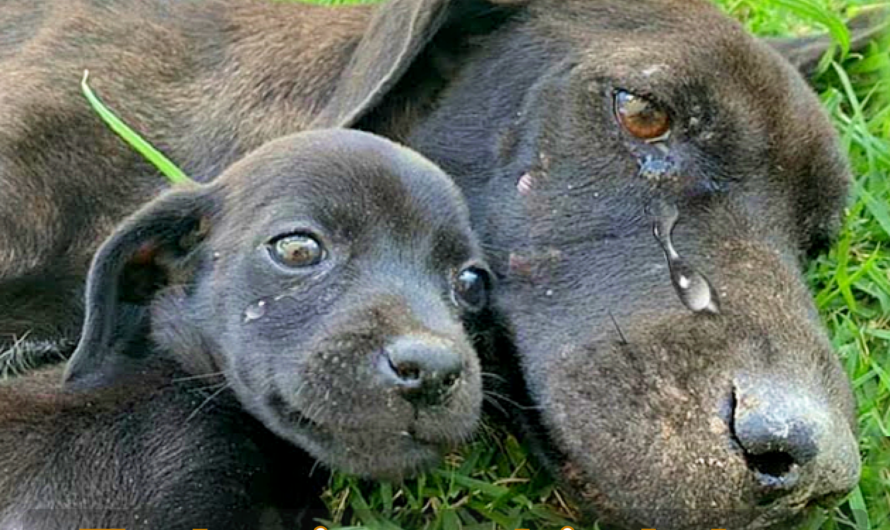 The Heartrending Struggle of an Emaciated Dog Nurturing Her Beloved Pup.thaolv