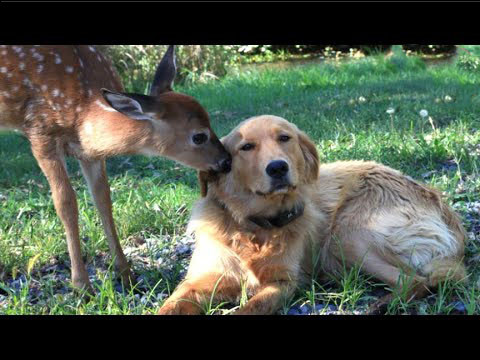 Every spring, Deer brings her babies to see her dog’s best friend.