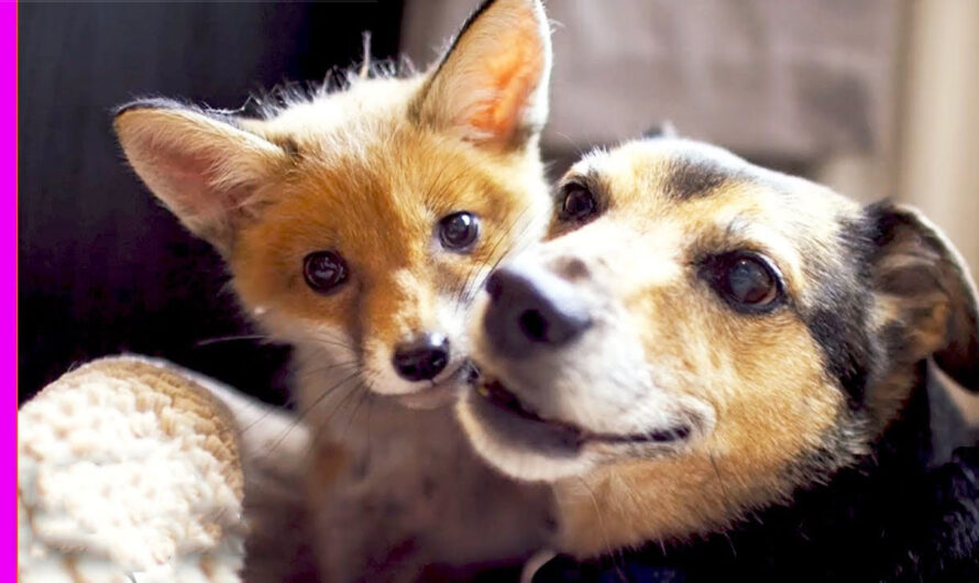 The Strangest Animal Friendships | Real-Life ‘Fox And The Hound