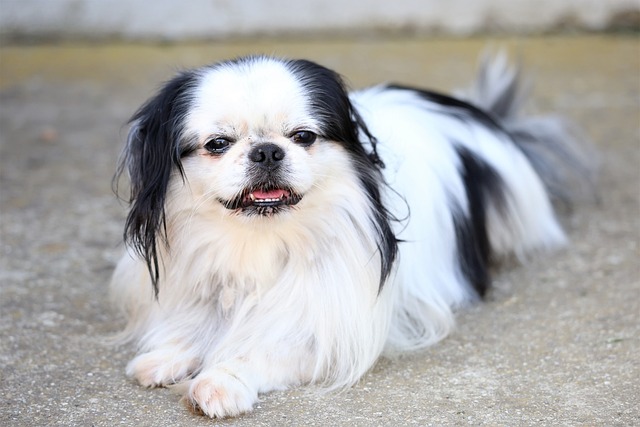 Top 10 Dog Breeds That Like To Be Lazy