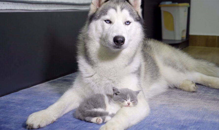While living together, a kitten raised by a husky developed similar like a husky.