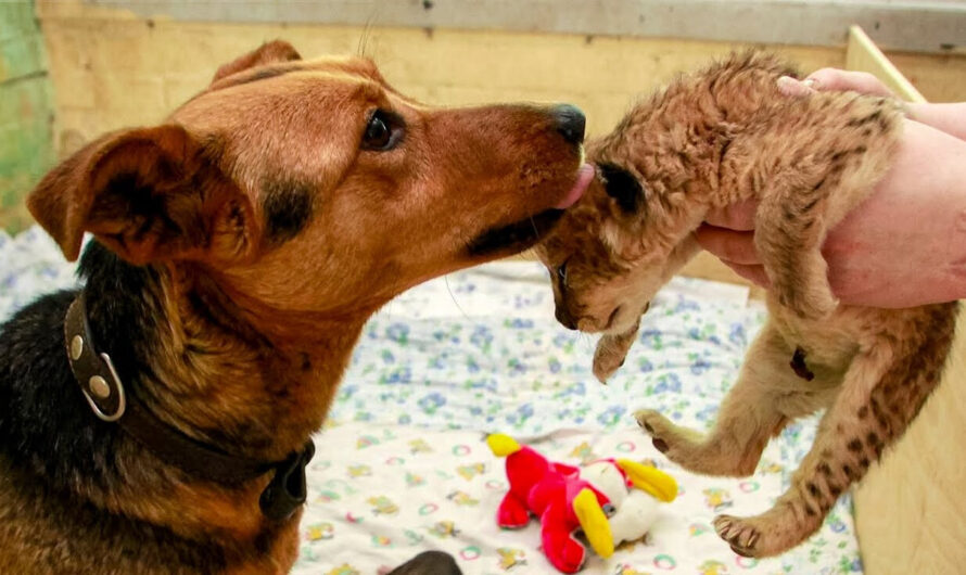 An abandoned lion cub struggling to survive receives the most unexpected surrogate mother.