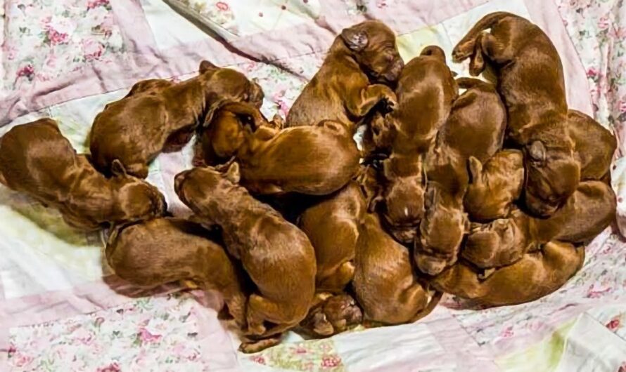 After rescuing them, the firefighters realized they weren’t puppies.