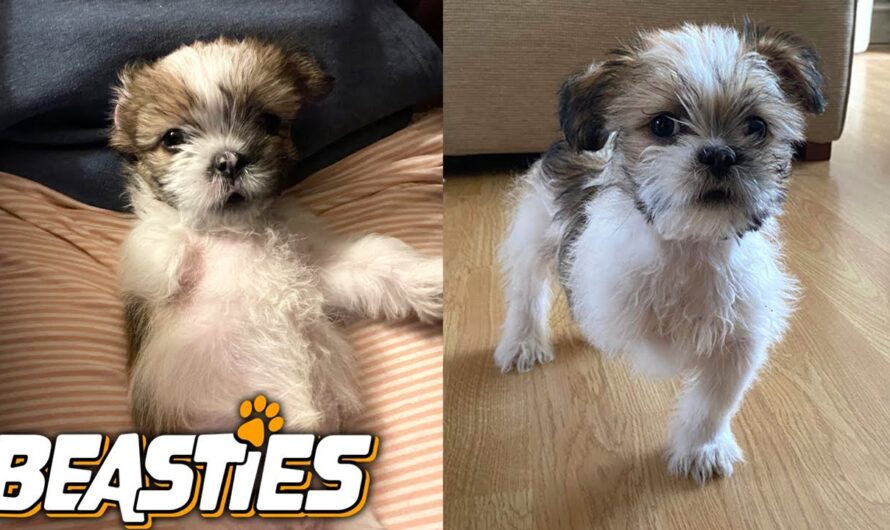 This Three-Legged Puppy Can Do It All