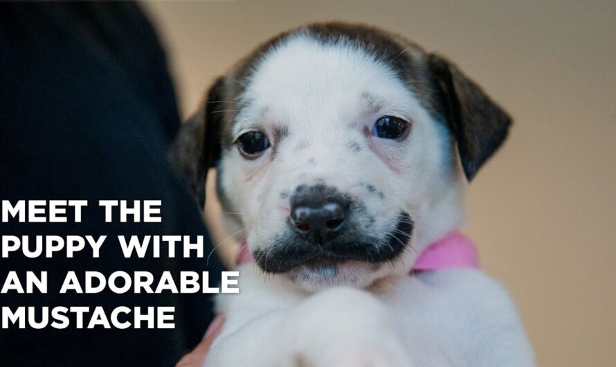 Meet Salvadore Dolly, the cute dog with a mustache. The Internet’s Newest Star